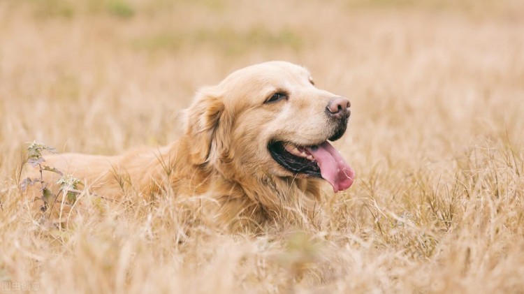 金毛犬毛发粗糙没有光泽怎么办