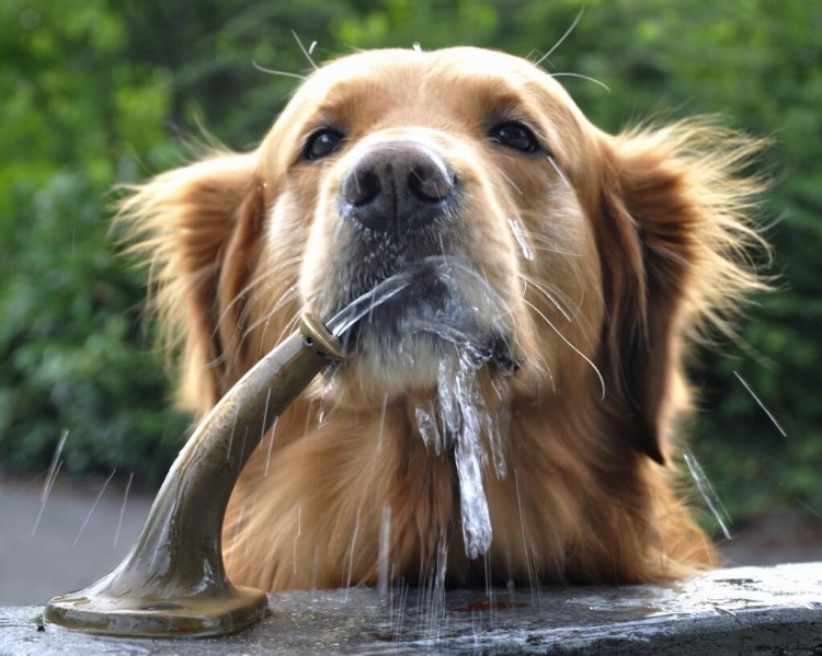 金毛犬毛发粗糙没有光泽怎么办