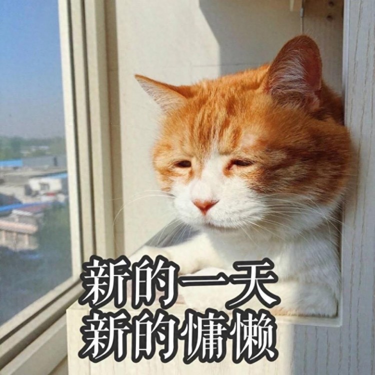 四种被公认为“通人”的猫，养一只，能给你带来好运！