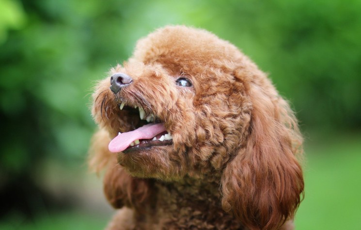 贵宾犬家庭自助检查八个检查项目你也可以做到！