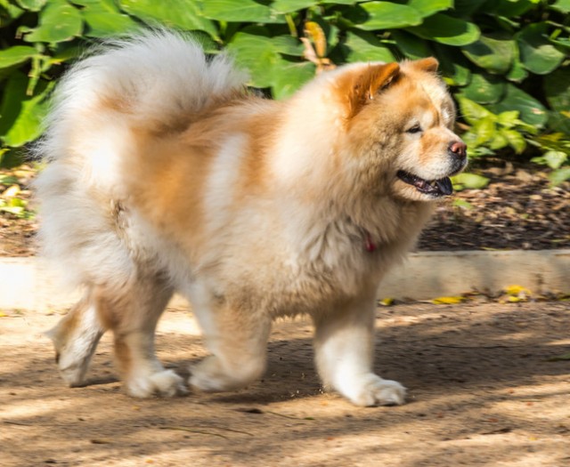 中国最古老的犬种之一松狮犬带它回家的5个理由！