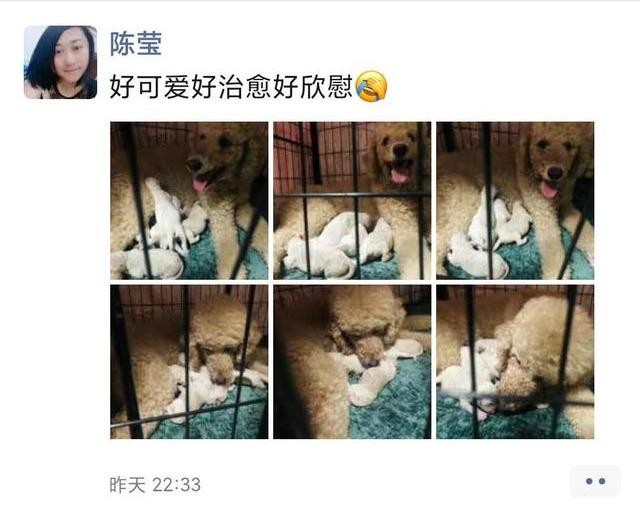 自家萨摩耶与贵宾犬结合产子儿子变女婿主人尴尬煲汤伺候